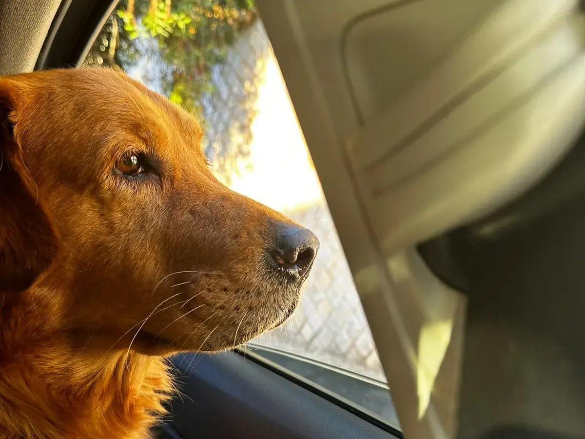 Golden Retriever aguardando atendimento