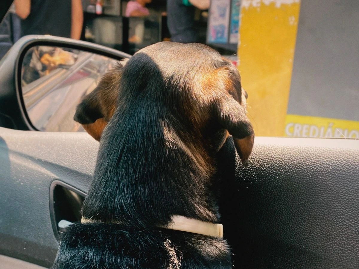 Cão da raça Dachshund descansando na recepcao